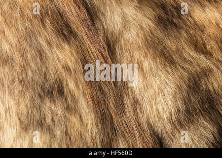 the abstract background texture of natural fur wolf Stock Photo