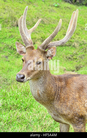 Portrait of deer's head Stock Photo