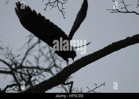 beautiful big black raven prepare to fly stay on branch of tree with wide open wings Stock Photo