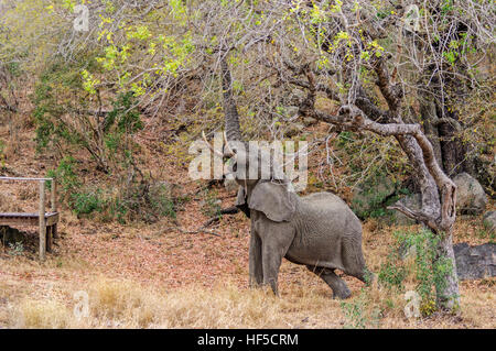 An African elephant (Loxodonta africana) reaches up with his trunk to feed from a tree, South Africa