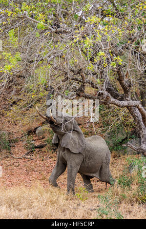 An African elephant (Loxodonta africana) reaches up with his trunk to feed from a tree, South Africa