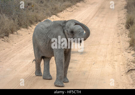 Baby African elephant (Loxodonta africana) in a playful mood while walking along a dusty track, South Africa, Africa Stock Photo