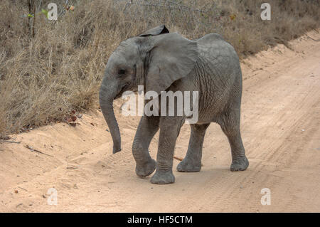 Baby African elephant (Loxodonta africana) in a playful mood while walking along a dusty track, South Africa, Africa Stock Photo