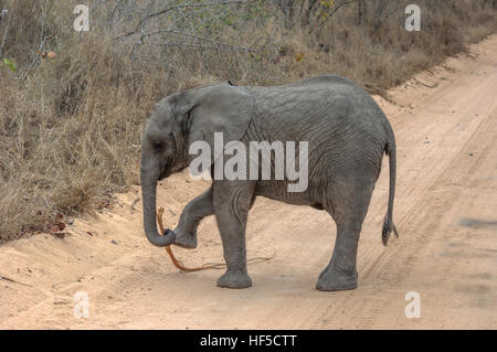 Baby African elephant (Loxodonta africana) in a playful mood while walking along a dusty track, South Africa, Africa Stock Photo