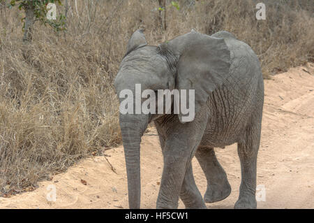 Baby African elephant (Loxodonta africana) in a playful mood while walking along a dusty track, South Africa, Africa Stock Photo