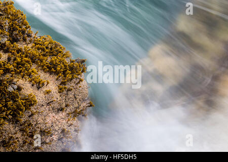 Spiral wrack Fucus spiralis, water washes over rocks that the seaweed grows from. Stock Photo