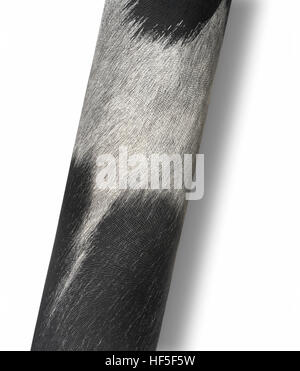 rolled textured animal fur surface isolated on white with shadow Stock Photo