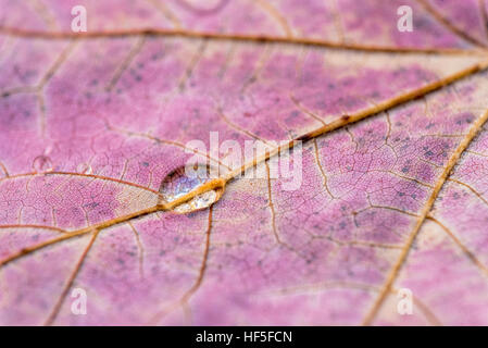 Water drop on a maple leaf in Vermont's Green Mountains. Stock Photo