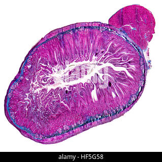 duodenum cross section micrography in white back Stock Photo