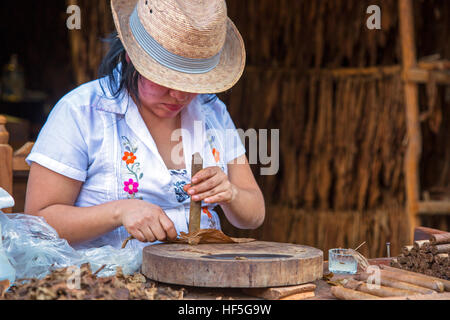 Woman hand rolling a cigar from fresh tobacco leaves, Playa Del Carmen, Mexico Stock Photo