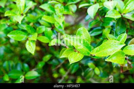 The new green leaves wet from rain of a Camellia Sasanqua a species of Camellia native to China and Japan Stock Photo