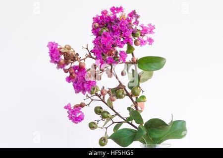 Crepe Myrtle Flowers. Stock Photo