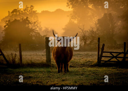 a highland cow at dawn Stock Photo