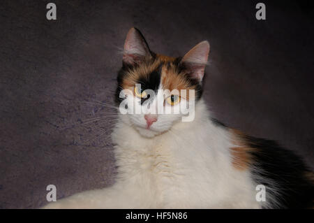Calico cat lying on grey carpet room Stock Photo