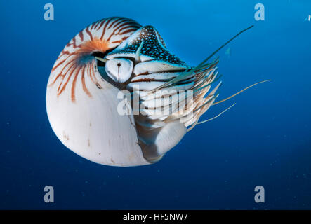 Nautilus shell swimming underwater, Palau, Micronesia. Stock Photo