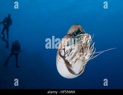 Nautilus shell swimming underwater, Palau, Micronesia. Stock Photo