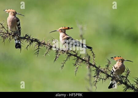 Eurasian hoopoe Upupa epops perched mandria cyprus