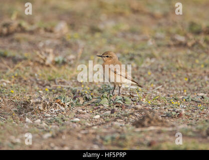 Isabelline Wheatear Oenanthe isabellina Spring Mandria Cyprus Stock Photo