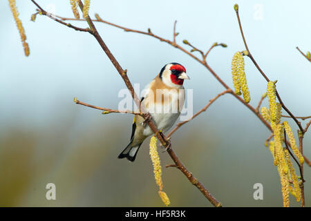 Goldfinch Carduelis carduelis on hazel catkins Stock Photo
