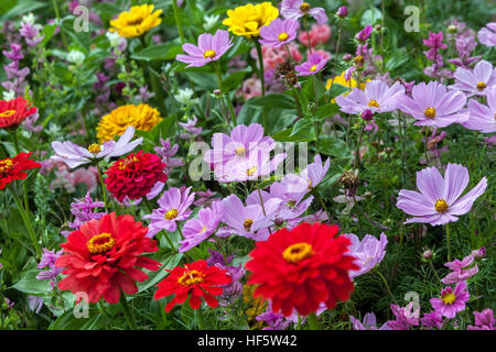 Cosmos bipinnatus, Zinnia elegans plants for blooming flowerbeds in late summer garden flowerbed Zinnia Cosmos Border Edge Mixed Colourful Flowers Red Stock Photo