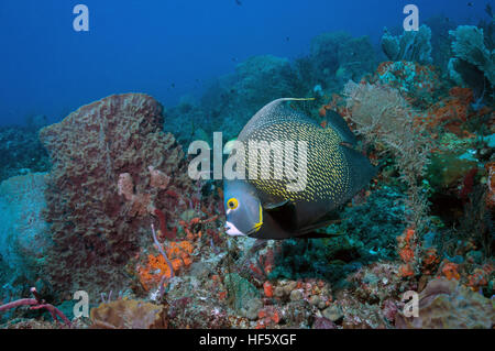 French Angelfish, Scuba, West Palm Beach, FL Stock Photo