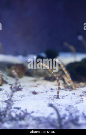 Orange-barred garden eels (Gorgasia preclara) Stock Photo