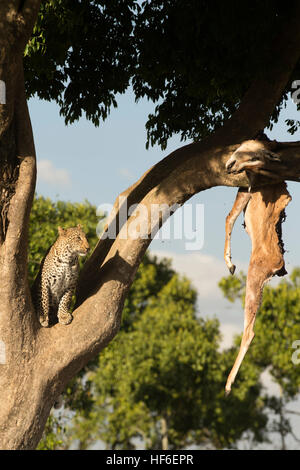 Male leopard in tree with grants gazelle kill Stock Photo