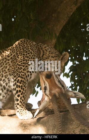 Male leopard in tree lifting grants gazelle kill Stock Photo