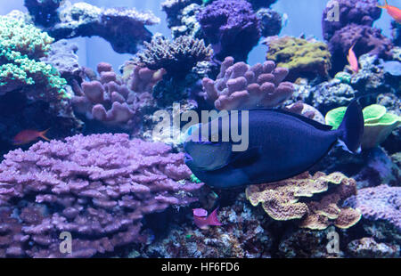 Bignose unicornfish known as Naso vlamingii in a coral reef Stock Photo