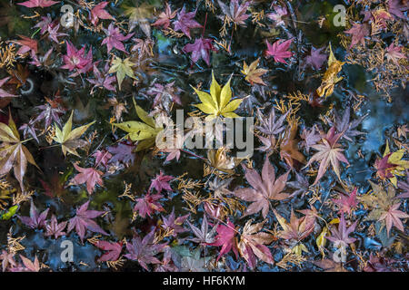 Floating fall leaves, Koinsan Saiho-ji (Takedera, moss temple), Kyoto, Japan Stock Photo