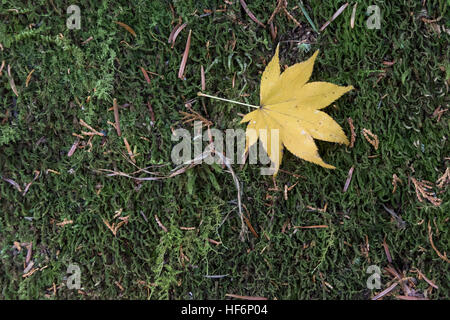 Yellow leaf on green moss, Koinsan Saiho-ji (Takedera, moss temple), Kyoto, Japan Stock Photo