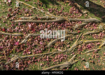 Tree roots, mosses and fall leaves, Jizo-in Rinzai Buddhist temple, Kyoto, Japan Stock Photo