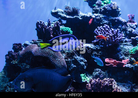 Palette tang fish, Paracanthurus hepatus, is also called the royal blue tang and can be found on a tropical reef in the ocean. Stock Photo
