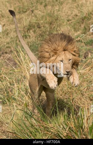 Lion leaping in grass Stock Photo