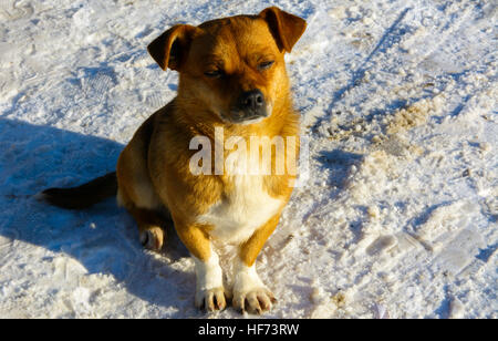 Small frozen non-pedigreed dog on snow in winter Stock Photo