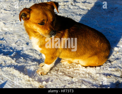Small frozen non-pedigreed dog on snow in winter Stock Photo