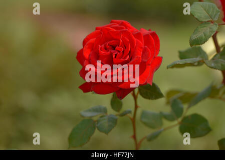 Red rose on green background. Selective focus. Stock Photo
