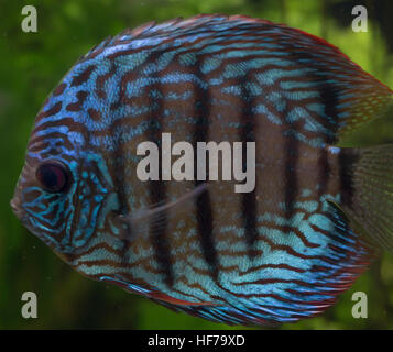 Close up of a blue discus fish (Symphysodon aequifasciatus) Stock Photo