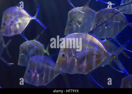 School of lookdown fish (Selene vomer) Stock Photo