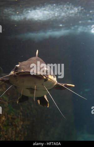 Close up of a redtailed catfish (Phractocephalus hemioliopterus) Stock Photo