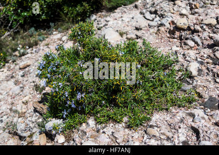 Rosemary (Rosmarinus officinalis) growing on conglomerate rock soil in Catalonia, Spain. Stock Photo