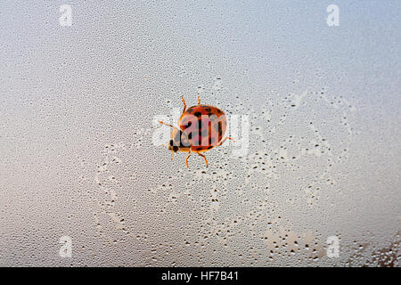 A single black spotted on red ladybird walking on a window covered in condensation and leaving a small trail Stock Photo