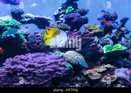 Threadfin butterflyfish known as Chaetodon auriga with a blue green Chromis fish in a coral reef Stock Photo
