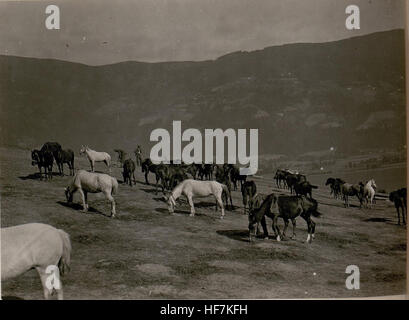 Erholungsbedürftige Pferde auf der Weide. (21-6.1917.) 15799461) Stock Photo