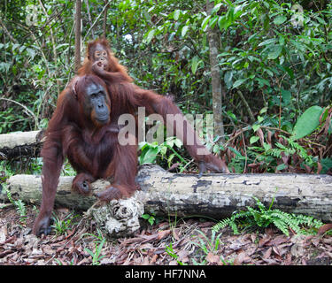 Wild Bornean Orangutan (Pongo pygmaeus) mother sitting on a log in forest with two year old baby clinging to her back Stock Photo