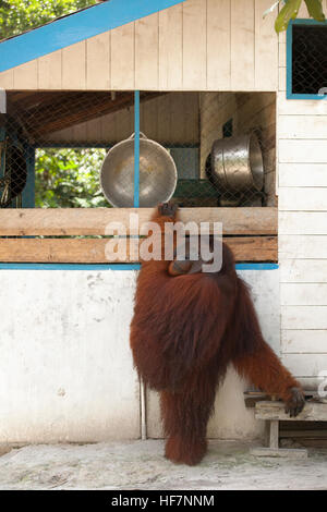 Wild Orangutan (Pongo pygmaeus) mature male trying to get into staff kitchen at Camp Leakey. Stock Photo