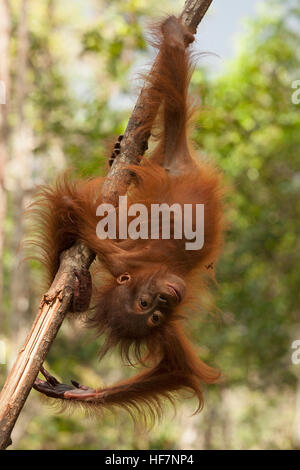 Young one-year-old wild Bornean orangutan (Pongo pygmaeus) swinging upside down from tree branch in Tanjung Puting National Park, Borneo, Indonesia Stock Photo