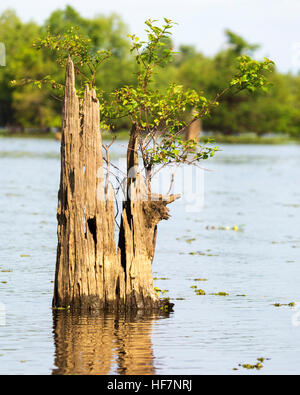 Shrub growing on a bald cypress (Taxodium distichum) stump in the water of Atchafalaya Swamp, the largest wetland in the United States Stock Photo