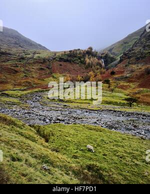 Lone sheep and Taylor Gill Force Stock Photo