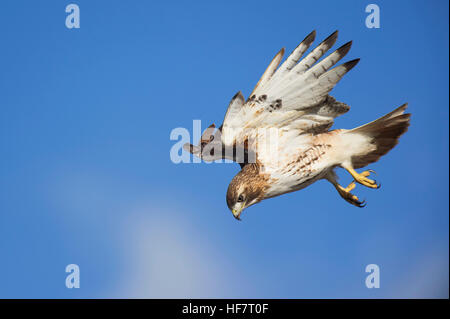 A Red-tailed Hawk flies down to the ground hunting for rodents on a bright sunny day. Stock Photo